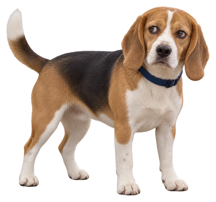 A tricolour beagle in a navy collar standing square and giving a sideways look